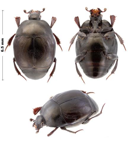 Saprinus semistriatus